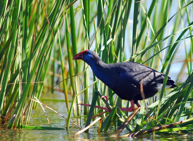birdwatching algarve