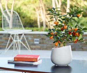 citrina plants algarve portugal