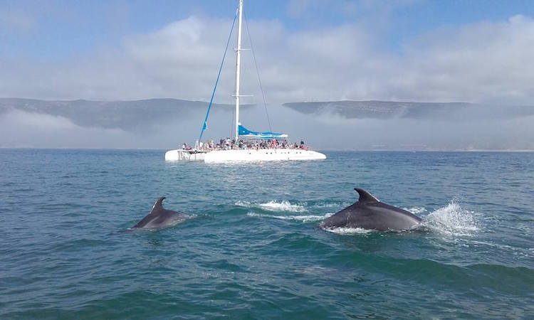 dolphin watching comporta sado estuary alentejo