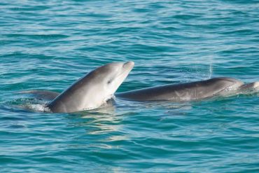 dolphin watching comporta sado estuary alentejo
