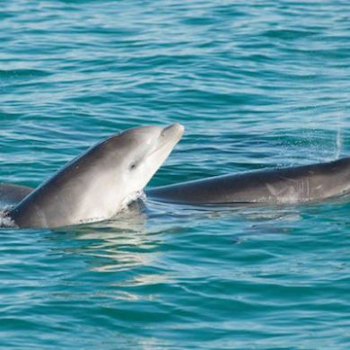 dolphin watching comporta sado estuary alentejo