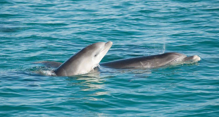 dolphin watching comporta sado estuary alentejo