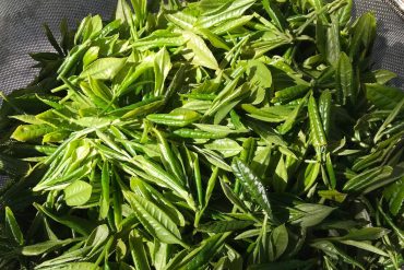 tea plantation portugal