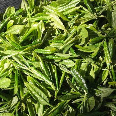 tea plantation portugal