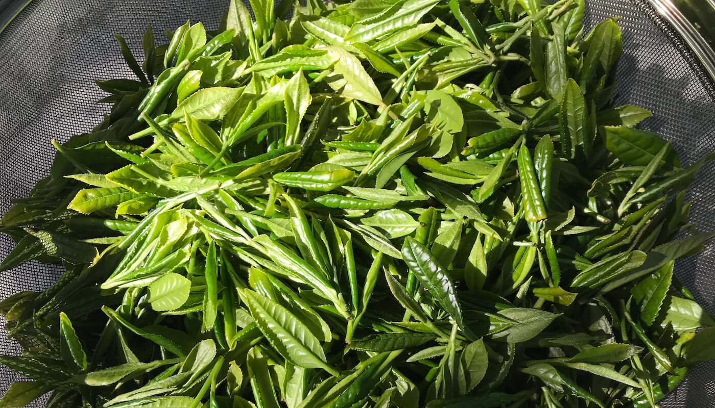 tea plantation portugal