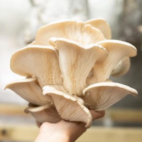 nam sustainable mushrooms lisbon