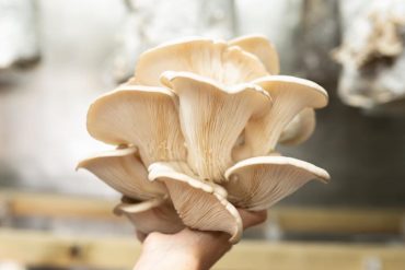 nam sustainable mushrooms lisbon