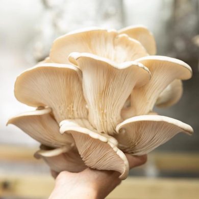 nam sustainable mushrooms lisbon