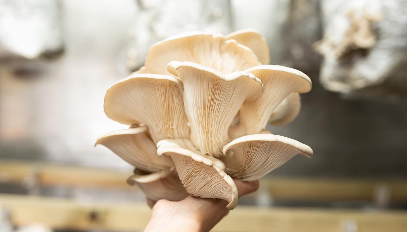 nam sustainable mushrooms lisbon