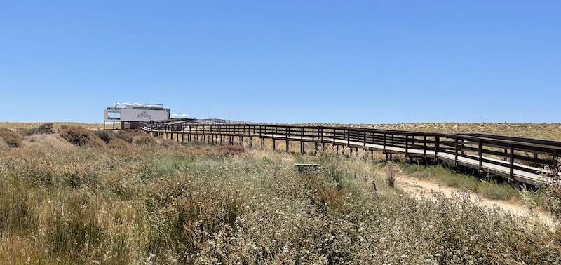 bold octopus quinta do lago