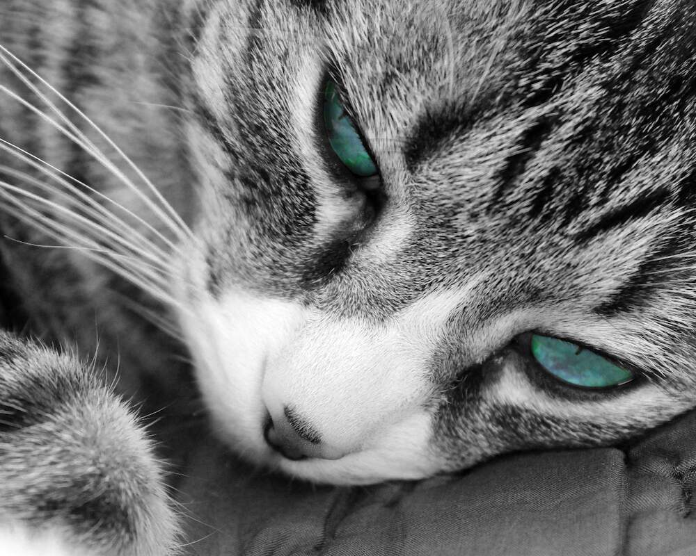 Can i bring cat to portugal