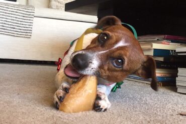 bring pets to portugal