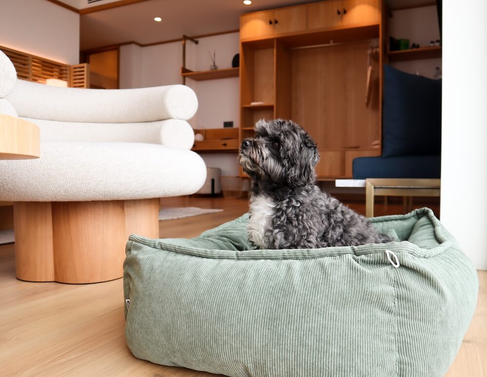 pet friendly aethos ericeira