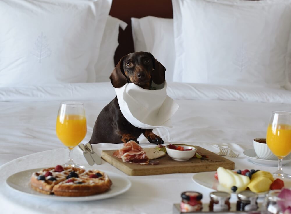 pet friendly four seasons lisbon