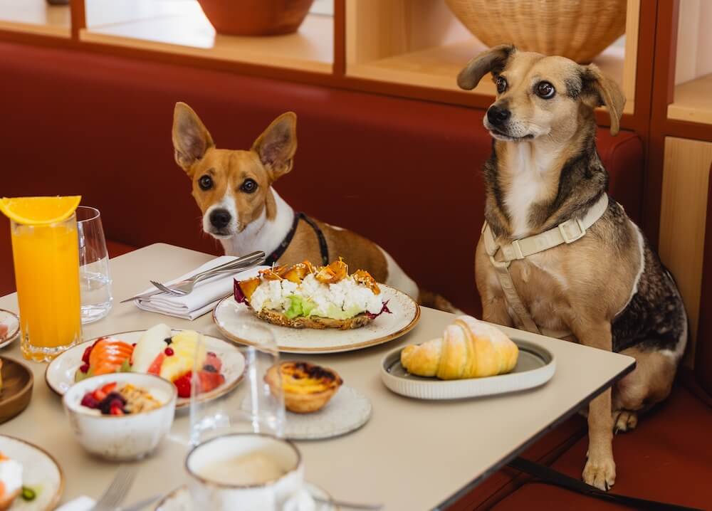 pet friendly kimpton atlantico