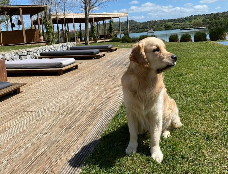pet friendly LAND alentejo