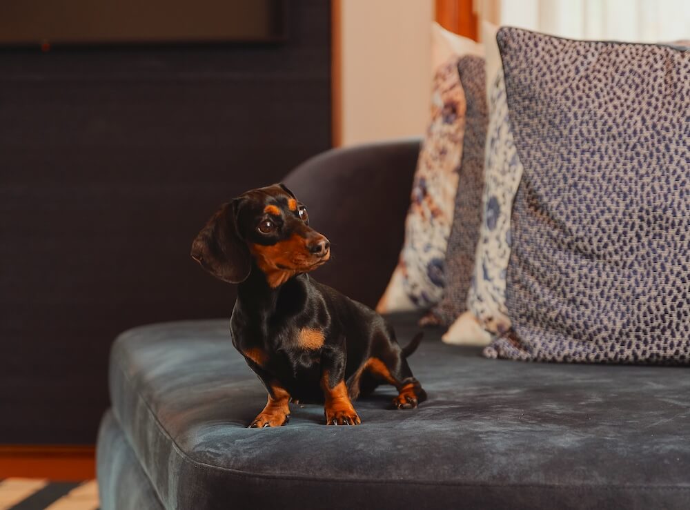 pet friendly palacio governador lisbon