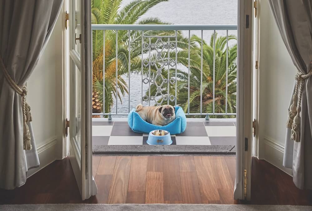 pet friendly reids palace madeira