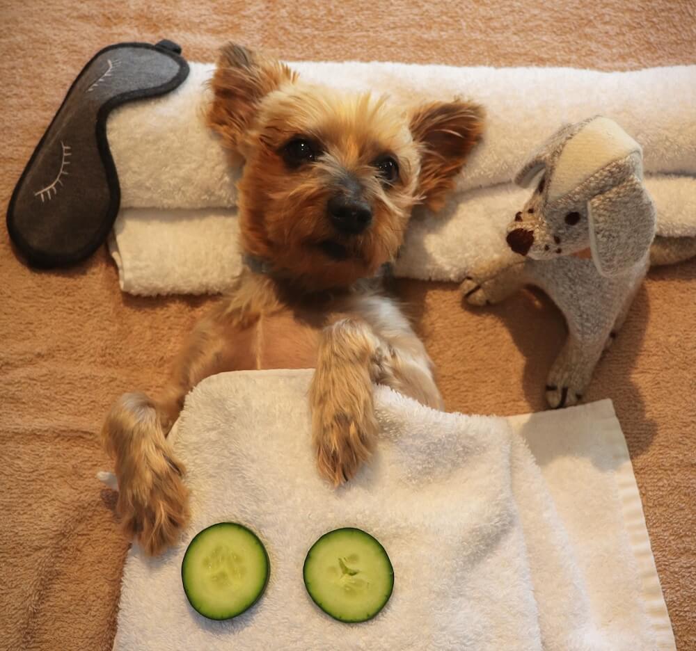 pet friendly six senses douro valley