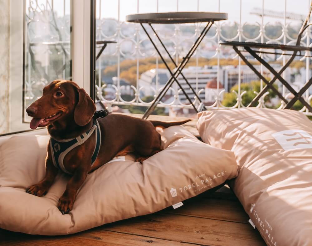 pet friendly porto