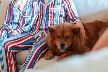 pet friendly hotels portugal