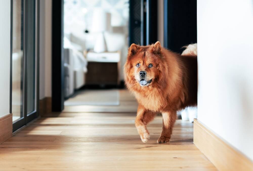 pet friendly viceroy ombria