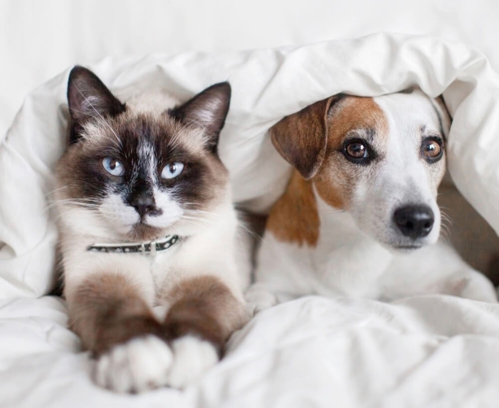 pet friendly victoria golf hotel